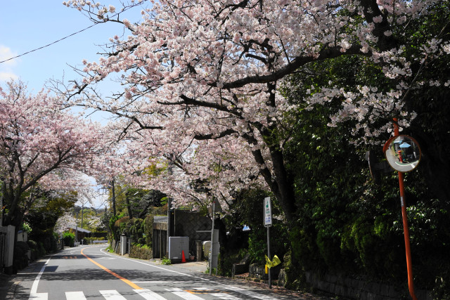 鎌倉山の桜並木【鎌倉市】